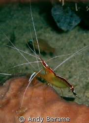 a cleaner shrimp at talima marine sanctuary, Olango islan... by Andy Berame 